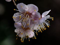 -杭州植物园