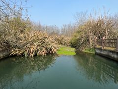 -桤木河湿地公园
