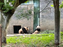 -都江堰中华大熊猫苑