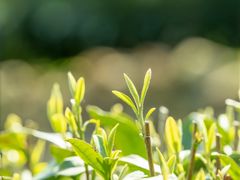 -张一元(世纪金源购物中心东区店)