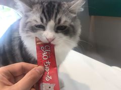 -飞行喵MR PILOT|猫舍·猫咖(静安大融城店)
