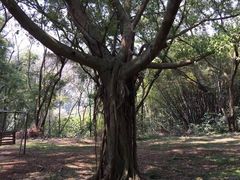 -南宁良凤江国家森林公园