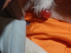 -申普宠物医院·眼科·心内科·影像科(普陀分院)