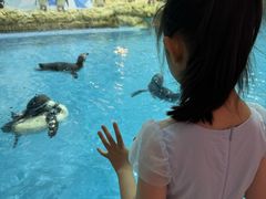 -帝企鹅自助餐厅•儿童岛•真企鹅(长隆企鹅酒店)