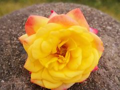 -三圣花乡旅游区