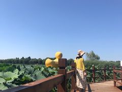 -白洋淀景区