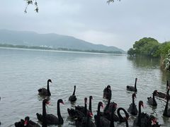 -长兴太湖图影湿地文化园