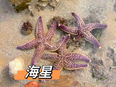 -巧克力渔家.小船海鲜家常菜(三浴场店)