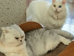 -有猫主题·治愈系猫咖(曾厝垵店)