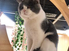 -猫和宫(六道口店)