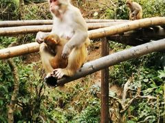 -西双版纳原始森林公园