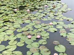 -池杉湖湿地公园