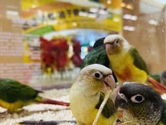 -帕帕拉兹宠物(亚洲旗舰店)