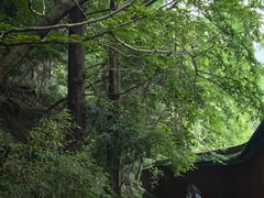 -天目山大树王景区
