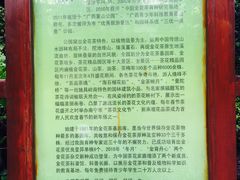 -金花茶公园