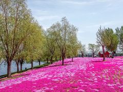 -羊亭河湿地公园