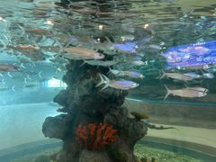 -芜湖新华联大白鲸海洋公园
