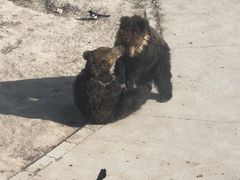 -青藏高原野生动物园