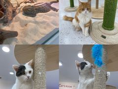 -喵园·猫主题咖啡厅·撸猫·猫咖(国贸店)