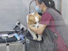 -宠福鑫康馨动物医院·骨科·眼科
