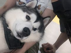 -Husky Go! 哈士奇体验馆·宠物咖啡厅狗咖