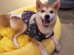 -逗柴咖啡屋·狗咖猫咖宠物桌游