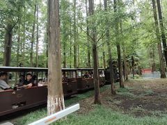 -黄海国家森林公园