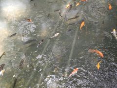 -香港大学