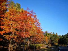 -千岛湖龙川湾