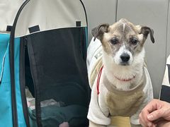 -美联众合动物医院·24h转诊中心