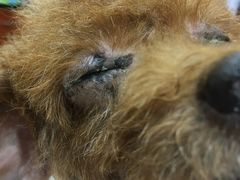 -安安宠医宠物医院·异宠·犬猫内科(岳阳分院)