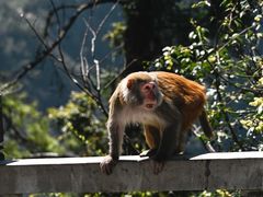 -武陵山森林公园