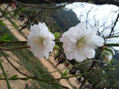 -南国桃园旅游度假区