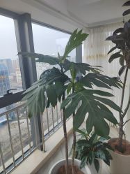 -HEYAN荷妍专业脱毛连锁机构