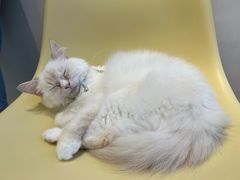 -怪兽屋·羊驼·猫咖·狗咖(俊华广场店)