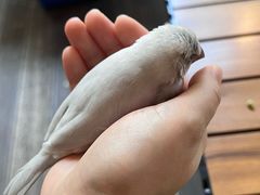 -莫多多餐厅