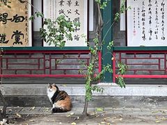 -白云观