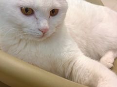-平行世界·猫咖(首经贸店)