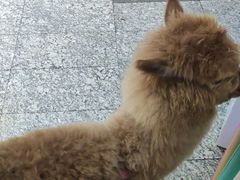 -1013 PET SHOP 宠物商店(近铁城市广场店)