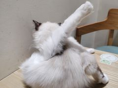 -藏猫猫咖啡主题馆(中央大道店)