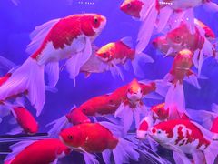 -花鸟鱼虫鲜花绿植市场(玉泉路店)