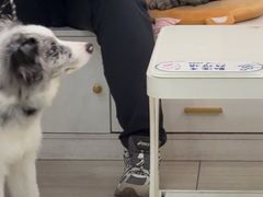 -全心全意连锁动物医院·微创中心·内科急重症·心脏专科(丰管路店)
