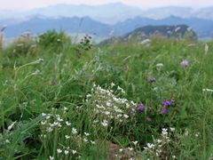 -白草畔自然风景区