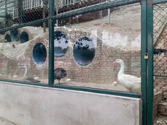 -北京鹿世界主题园