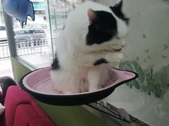 -猫亿天猫咖