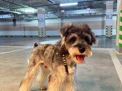 -BABIT巴比特宠物(MOMOPARK店)