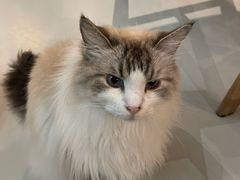 -豆逗聊愈猫阁Easy Life
