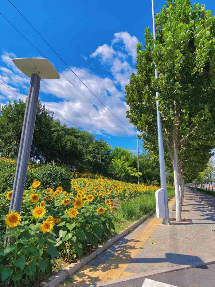 凉水河公园"亦庄这边隐藏了一片小雏菊花海从市区开车.