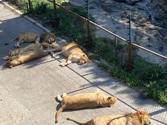 -大连森林动物园