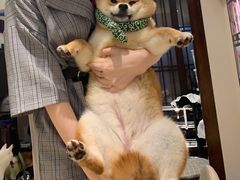 -逗柴咖啡屋·狗咖猫咖宠物桌游
